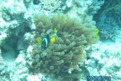 Camera 14MP-9PC