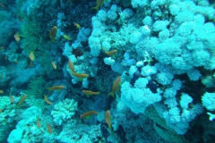 Camera 14MP-9PC