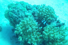Camera 14MP-9PC