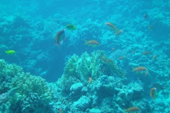 Camera 14MP-9PC