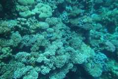 Camera 14MP-9PC