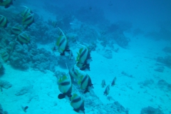 Camera 14MP-9PC