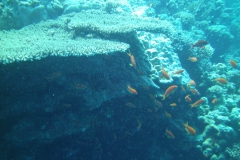 Camera 14MP-9PC