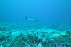 Camera 14MP-9PC