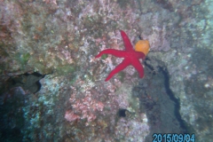 Camera 14MP-9PC